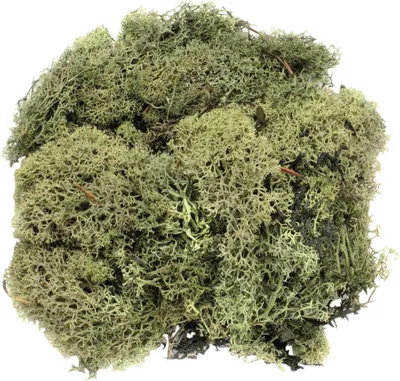 Produktbild von Glorex Islandmoos dunkelgrün 50 Gramm