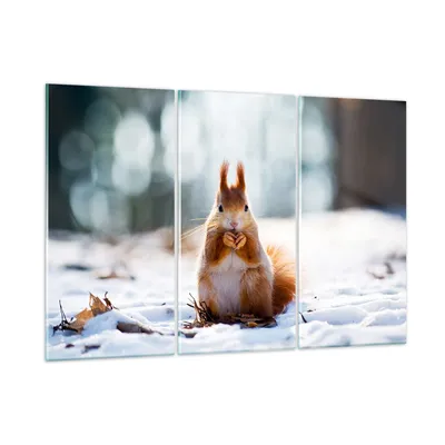 Produktbild von Bilder auf glas - Eichhörnchen Winter Schnee Essen - 105x70cm - Glasbilder - Wandbilder - Kunstdruck - zum Aufhängen bereit - Wanddekoration aus Glas - Glas Bilder - Wandbild auf Glas - GCE105x70-2798