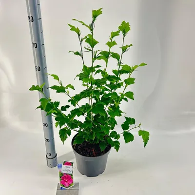 Obrázek produktu pro Hibiscus syriacus 'Purple Chiffon' – ibišek zahradní | 60–70 cm v květináči