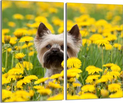 Produktbild von Herdabdeckplatten 2 teilig 30x52 Glaskeramikkochfeld Abdeckung Glas, Hund Gelb