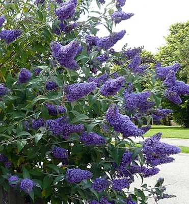 Produktbild von Sommerflieder ´NANHO BLUE´ 20-30 cm, Cont. 1,4 l