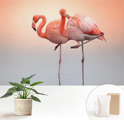 Produktbild von Fototapete  - 152x104 cm - Tapete - Wandtapete - Wandbilder  - Dekofolie - Tapete Folie - Wand - Dekoration - Wohnzimmer - Zarte Flamingos
