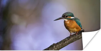 Produktbild von MuchoWow® Poster Eisvogel-Fotodruck 80x40 cm - Wanddeko