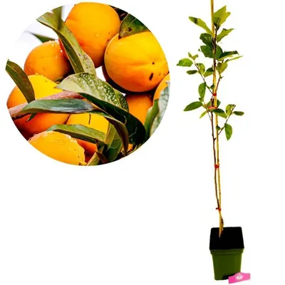 Produktbild von Diospyros kaki 'Sharon', Kakibaum, 5-Liter-Topf, Höhe 90 cm