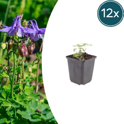 Immagine prodotto di Aquilegia vulgaris | 12 pezzi - 10-25cm - Ø9cm - Pianta da giardino