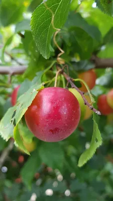 Image de Prunus cerasifera 'Myrobolana' (De semis) / Prunier Myrobolan