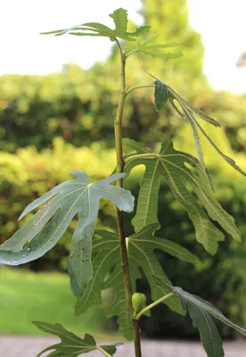 Obrázok produktu pre Ficus carica 'Brown Turkey' cukrový figovník samoplodný 80 - 100 cm