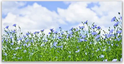 Produktbild von Glasbilder 120x60 Wandbild Druck auf Glas Blumen Natur