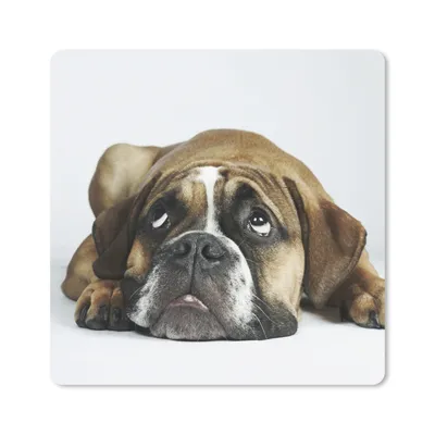 Produktbild von MuchoWow® Mauspad Mousepad Hund - Haustiere - Weiß 20x20 cm - Mousepads - Maus Mat - Pad - Mausunterlage - Desk Mat - Bureauartikeln