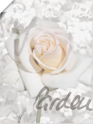 Produktbild von ARTland Poster Rose Größe: 30x40 cm