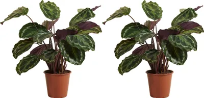 Zdjęcie produktu dla Bloomique - Zestaw 2 szt. - Calathea Medallion - Roślina pawia - Rośliny doniczkowe - Oczyszczające powietrze - Przyjazne dla zwierząt - Wysokość 70-90 cm - Doniczka 19 cm