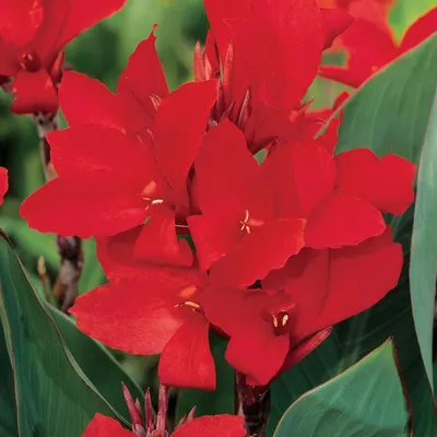 Produktbild von Canna Kanna Blüten Knolle Töpfe Garten Canna Rot 1 St.