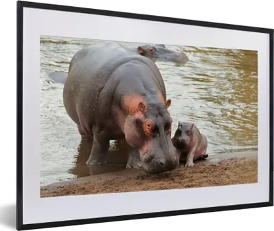 Produktbild von MuchoWow® MuchoWow® Gerahmtes Poster Tiere - Nilpferde - Baby 60x40 cm - Poster mit zchwarzem Bilderrahmen - Schlafzimmer - Plakat in Rahmen - Drucken
