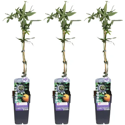 Produktbild von Passiflora Passionsblume 3er Set 50cm XXL