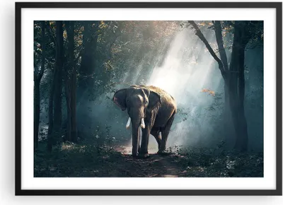 Produktbild von Gerahmtes Poster - Schwarzer Rahmen - elefant natur - 70x50 cm - Wand Bild - Wanddeko - Wandbilder - Kunstposter - Wandposter - Bilderrahmen - Bilder - Kunstdruck - Wandbild - P2BAA70x50-3972