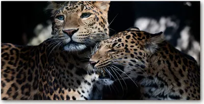 Produktbild von Tulup® Glas-Bild - 100x50 -Wandkunst - Wandbild hinter gehärtetem Sicherheitsglas  - Tiere - Zwei Leoparden - Braun