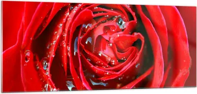 Produktbild von Bilder auf glas - Rose Blume Blütenblätter Tau - 100x40cm - Glasbilder - Wandbilder - Kunstdruck - zum Aufhängen bereit - Wanddekoration aus Glas - Glas Bilder - Wandbild auf Glas - GAB100x40-1518