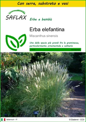 Immagine prodotto di SAFLAX Insieme di coltivazione - Erba elefantina - 200 semi - Miscanthus