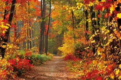 Produktbild von Wälder Kunstdruck Bild - Magische Herbstfarben (120 x 180 cm)