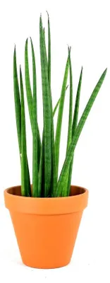 Obrázok produktu pre Gardners Sansevieria bacularis, priemer 10 cm