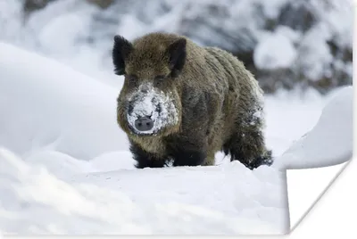 Produktbild von MuchoWow® Poster Wildschwein - Schnee - Tier 30x20 cm - Plakate - Print