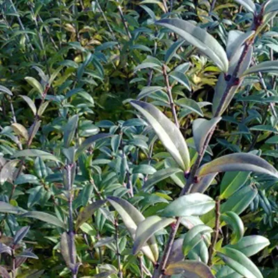 Immagine prodotto di 2 x  Ligustro comune  - Ligustrum vulgare 'Atrovirens'  | 60-80 cm in contenitore