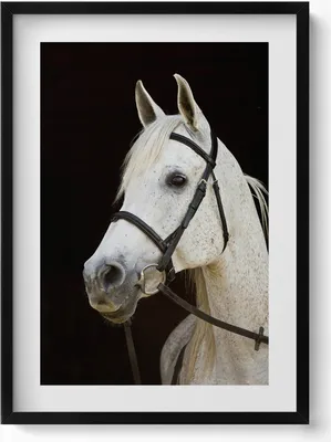 Produktbild von Schimmelpferd– Wandbild mit Rahmen – Gerahmtes Bild  – Wanddekoration – 50x70 cm –  Schwarz Rahmen