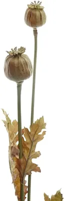 Produktbild von GASPER Herbstdeko Mohnzweig Natur hellbraun 74 cm - Kunstblumen