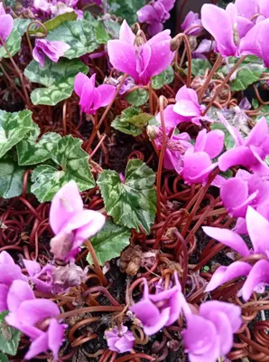 Immagine prodotto di Tappeto di rose Cyclamen hederifolium in vaso da 9 x 9 cm