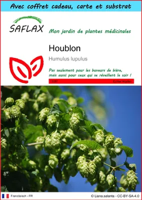 Image de SAFLAX Ensemble-cadeau - Houblon - 50 graines - Humulus