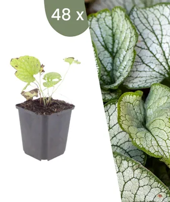 Produktbild von Plants by Frank | 48 Kaukasus-Vergissmeinnicht 'Jack Frost' Pflanzen | Brunnera Macrophylla 'Jack Frost' | Stauden | Winterhart | Mehrjährig | Gartenpflanzen