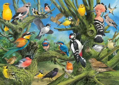 Image de Eurographics Garden Birds - Joahn Francis (1000)