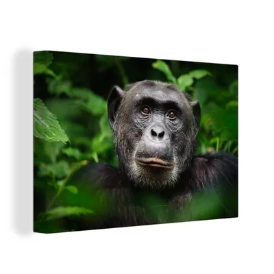 Obrázek produktu pro OneMillionCanvasses® Malba na plátně Nástěnná malba na plátně - Opice - listy - portrét - 150x100cm