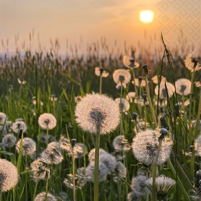 Produktbild von 20 Servietten Dandelion Clock - Wiese voller Löwenzahn 33x33cm
