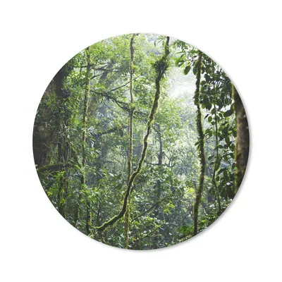 Produktbild von MuchoWow® Mauspad Mousepad Tropischer Regenwald 50x50 cm - Mousepads - Maus Mat - Pad - Mausunterlage - Vinyl