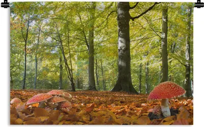 Produktbild von MuchoWow® Wandteppich Wandbehang Rote Pilze in einem bewaldeten Gebiet 60x40 cm Tapisserie Dekoration Wandtuch - Wanddekorationen