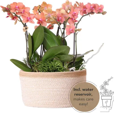 Produktbild von Orangenfarbenes Pflanzenset im Baumwollkorb – 3 Orchideen Bozen & 3 Grünpflanzen Rhipsalis – Ø9cm – Mit autarkem Wassertank & Dochtsystem – Pflegeleicht & langlebig
