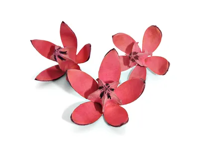 Produktbild von 3er Set getrocknete Wildlilien in fuchsia