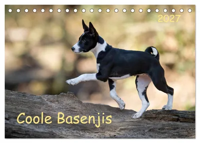 Produktbild von Coole Basenjis (Tischkalender 2027 DIN A5 quer), CALVENDO Monatskalender