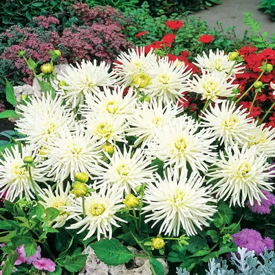 Produktbild von Dahlie Dahlienpflanzen Garten und Töpfe Knollen Kaktus-Dahlie Playa Blanca 1 St.