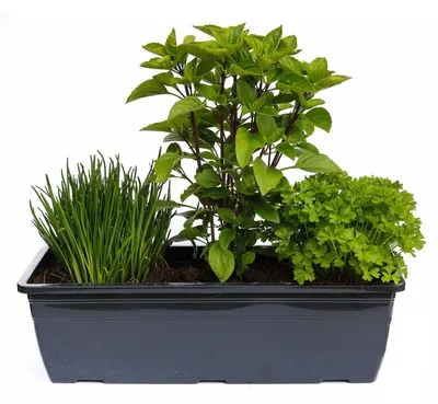 Produktbild von Enseleits Kräuterkasten für Salate 40cm Anthrazitkasten mit je 1er Kräuter Pflanze: Petersilie & Schnittlauch & Basilikum