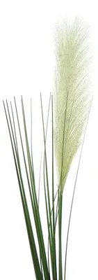 Produktbild von GASPER Pampasgras Blütenähre Creme 106 cm - Kunstblumen