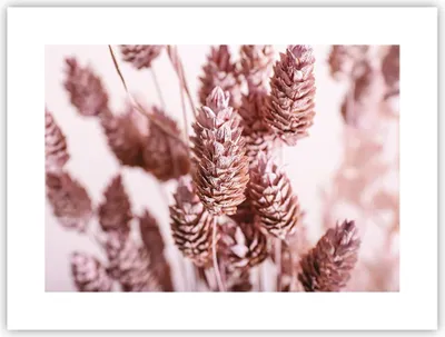 Produktbild von Poster - Poster ohne Rahmen - Getrocknet Blume Eco - 40x30 cm - Wand Bild - Wanddeko - Wandbilder - Kunstposter - Wandposter - Bilder - Kunstdruck - Wanddekoration - Wandbild - P2XAA40x30-4912