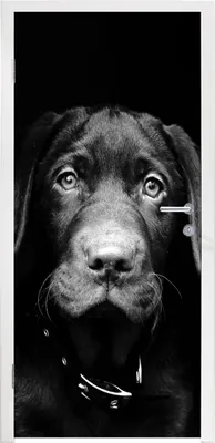 Produktbild von MuchoWow® Türtapete Selbstklebende Türfolie Hund - Leicht - Schwarz 85x205 cm Türposter Türaufkleber Klebefolie Türklebefolie - Türverzierung - Türen Dekoration - Plakaten