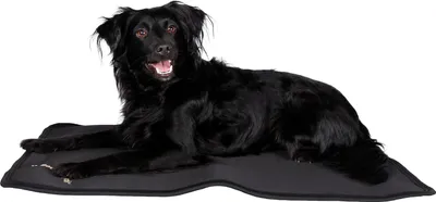 A black dog lying on a black mat.