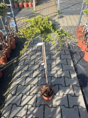 Zdjęcie produktu dla Juniperus Horizontalis Prince Of Wales -Jałowiec szczep. FP70/80cm C2,2-C5