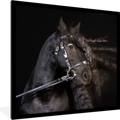 Produktbild von MuchoWow® Gerahmtes Poster Pferd - Halfter - Mähne 40x40 cm - Poster mit Schwarzem Bilderrahmen Wandposter Rahmen Foto Bilder - Mit Rahmen - Wanddekoration Schlafzimmer