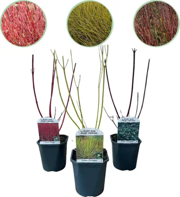 Immagine prodotto di Arbusti di Cornus alba, 3 piante: Flaviramea, Kesselringii e Sibirica, di