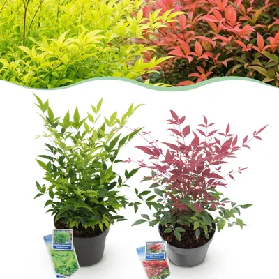 Zdjęcie produktu dla Nandina Duo - żółto-czerwona - 2 rośliny - zimozielona - łatwa w utrzymaniu - 35-45cm - Ø17cm - Roślina ogrodowa
