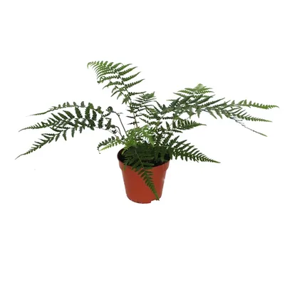 Obrázok produktu pre Gardners Dicksonia Antarctica, priemer 12 cm